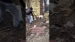 Amazing Transformation Of Starving Dog After Rescued Dog Rescue Stories part 2