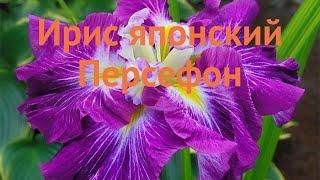 Ирис японский Персефон (iris)  японский ирис Персефон обзор: как сажать, саженцы ириса Персефон