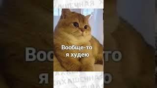 #приколы #мемы #лютыеприколы #троллинг #озвучкамемов