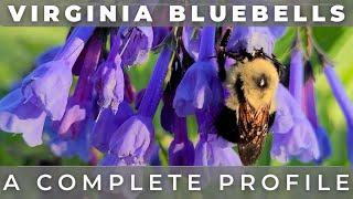 Virginia Bluebells - A Complete Grow And Care Profile