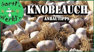 Wie pflanze ich Knoblauch richtig  an? Tipps von der Knoblauch Expertin Susanne aus Fürstenfeld