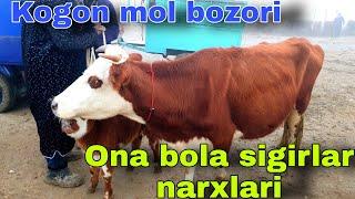 Kogon mol bozori ona bola sigirlar narxlari 9/01/2022