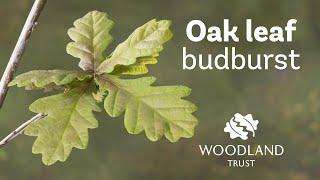 Oak leaf budding Timelapse | Woodland Trust