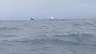 Inicio de temporada de Ballenas Jorobadas en Puerto López Manabi