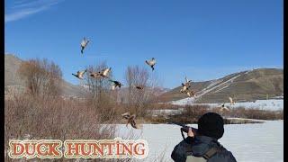 Enjoyable duck hunting in the small stream..WOWW!