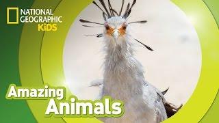 Secretary Bird | Amazing Animals