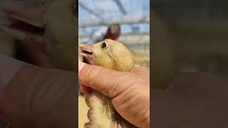 #duck #farmer #duckfarming #factory #animals #shorts