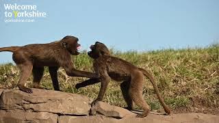 Welcome to the Yorkshire Wildlife Park