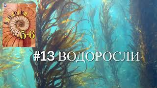 Биология 5 класс (Пасечник) аудио параграф 13 «Водоросли»