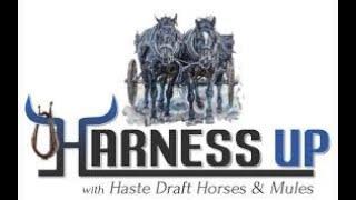 Live with Updates on Draft Horse teams for sale and More !