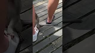 Baby monkey feet  #monkey #bali #animal