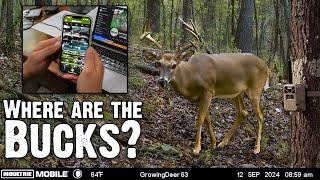 How To Target Bucks With Trail Cameras