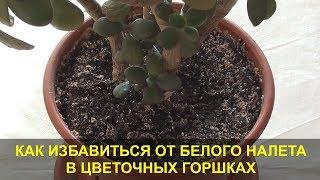 Белый Налет в Цветочных Горшках. В чем Причина и как Избавиться от белого налета в цветочном горшке.