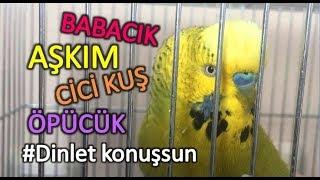 Konuşan muhabbet Kuşu Fıstık babacık aşkım cici kuş öpücük #dinletkonuşsun