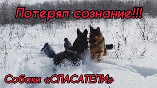 ХОЗЯИН ТЕРЯЕТ СОЗНАНИЕ | Пранк над собаками | Реакция немецкой овчарки