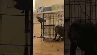 Owner Sets Up Camera to See How Dog Escapes From His Cage