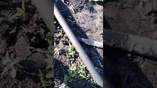 огородный лайфхак