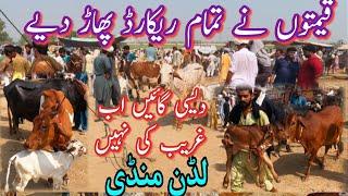 LUDDAN COW MANDI PRICE UPDATE || Rates Main Bari Tabdeli || Dairy Farming Animals