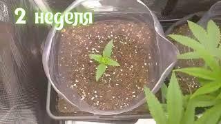 blue sky, Baikal from Underground seeds 1-8 неделя от каски