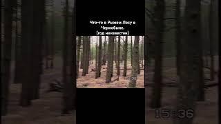 Неизвестное в Рыжем Лесу. #old #chernobyl #чернобыль #сталкер #scp #90s #forest