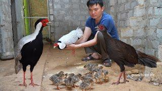 A flock of white pheasants have just hatched. Robert | Green forest life