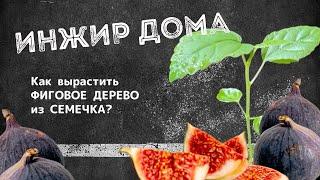 Как вырастить фиговое дерево из семечка? | ИНЖИР ДОМА