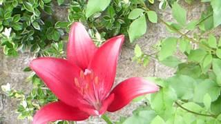 Lilium - Red Scented Lily - Liljublóm - Garðlilja - Skrautplöntur - Sumarblóm