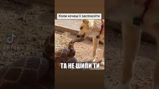 Цікаво у вас теж так? #смішно #жарти #юмор #прикол #ukraine