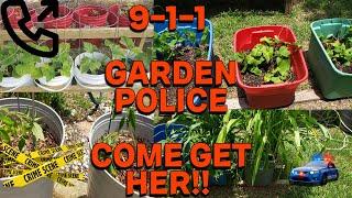 GARDEN TOUR 8/16/2022 AND HOA VIOLATION UPDATE #GARDENING #GROWYOUROWN