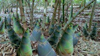 How to Grow Bamboo to Harvest Fast Bamboo Shoots - Easy and Effective - Agriculture Technology