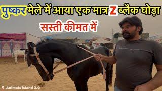 Pushkar mela 2023 horse | मेले में आया एक मात्र Z Black घोड़ा