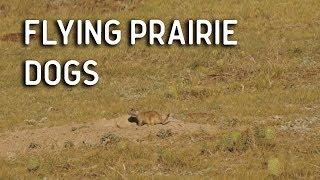 Flying Prairie Dogs | AR-15 Varmint Hunt
