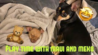 8 Week old chihuhaua learning to play and eat treats!