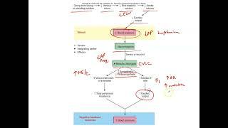 Unit 3, Part 10 Baroreceptor Reflex