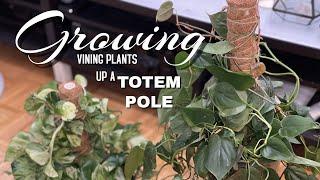 How to grow your house plants on a totem pole | Grow larger leaves on your common house plants