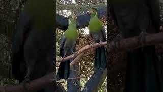 White-Cheeked Turaco | Aviary Birds