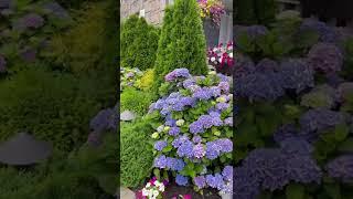 Daily gratitude: Hydrangea season. #gardening #hydrangeas #dailygratitude