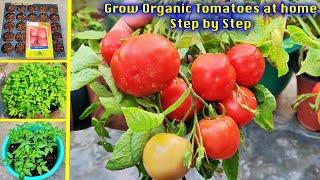 How to grow Tomato at Home ( Seeds To Harvest )