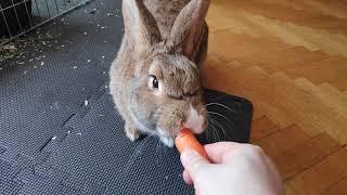 MA CARROT!!!