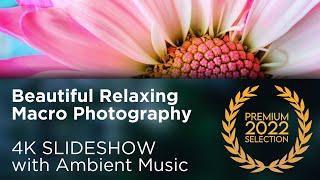 Relaxing 4K Macro Photography Slideshow with Soothing Ambient Music for Meditation & Relaxation