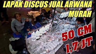 LAPAK DISCUS JUAL PREDATOR‼️ CEK HARGA TERBARU DISCUS PREDATOR TERMURAH PASAR IKAN HIAS JATINEGARA