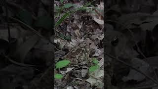 The Camoflauge on this toad is amazing #toad #frog #amphibian #animal #shorts