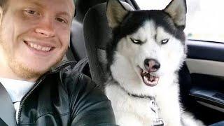 When You Need a Cool Husky But Get a Drama Queen 