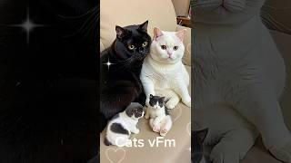 Family of white cats and black cats!  | #cat