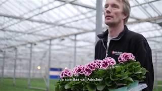 Pelargonium Grandiflorum - Des serres colorées où les plantes « avancent » toutes seules