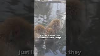 The Japanese Snow Monkeys