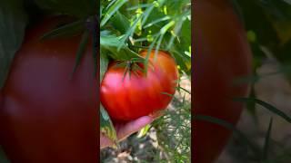 Tomate „Sibirische Kilogramm“/ Томат «Сибирский килограмм»#томат #tomate#garten