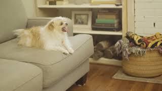 MOVOFLEX® Soft Chews Product Video