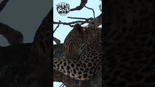 Sleeping leopard