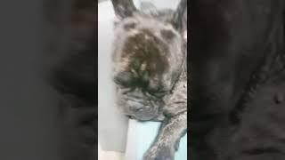 наш король королевич наконец-то уснул